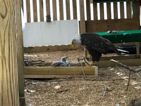 Male bald eagle plays stepdad at World Bird Sanctuary